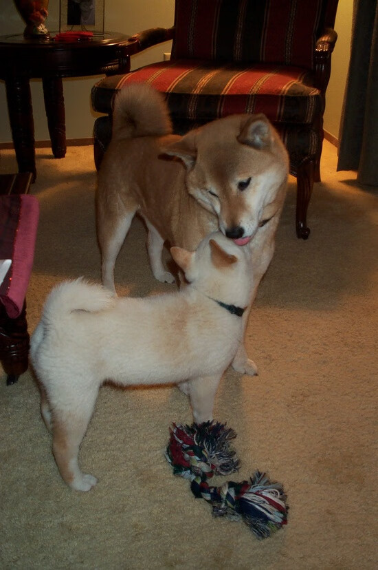 kaiyun体育app-塞内加尔男篮在非洲锦标赛中继续奋战，追逐冠军梦想，塞内加尔非洲杯大名单