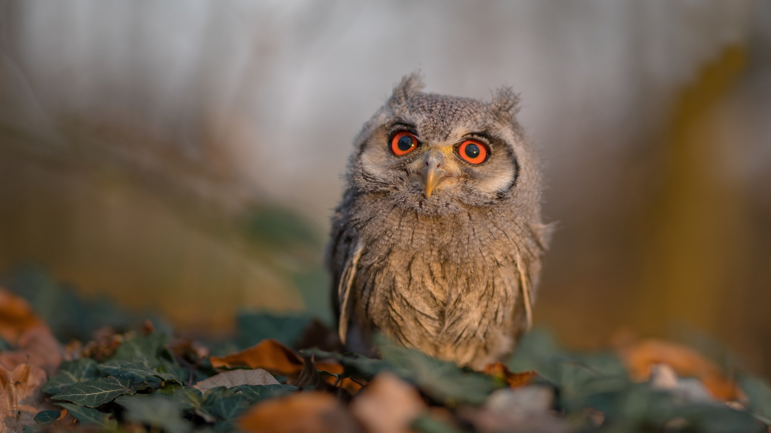 希腊男篮在欧洲锦标赛中再夺冠军，续写辉煌历史，希腊男篮遭绝杀无缘奥运