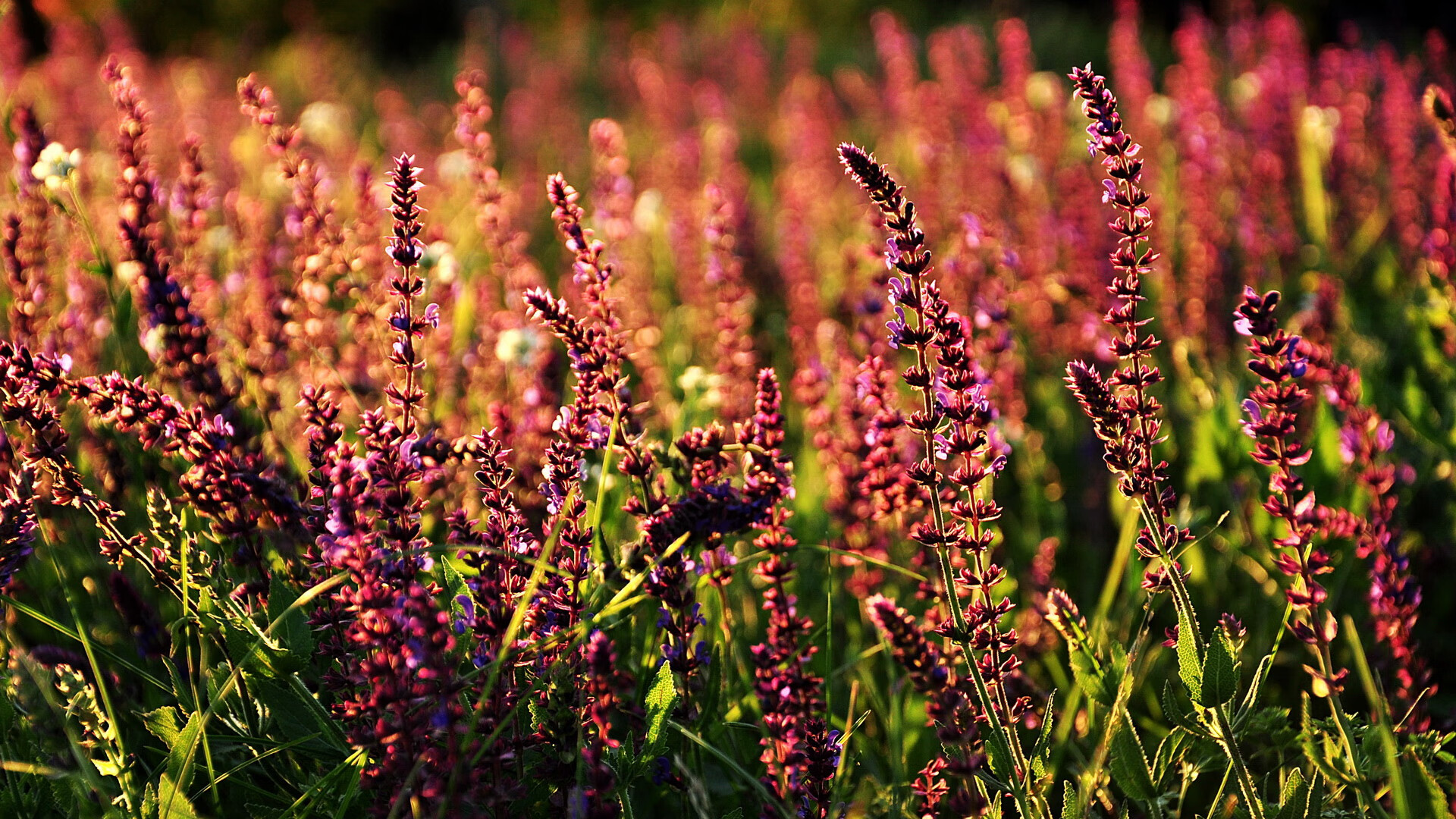 张伟丽签下合作助力推广女子格斗，2020年3月张伟丽格斗赛直播视频