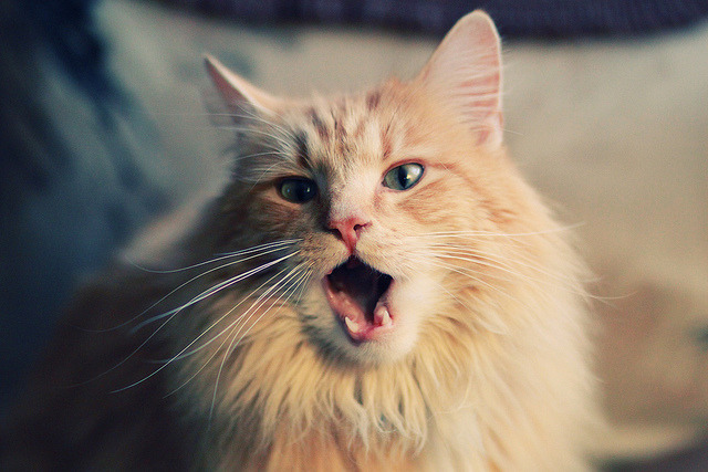 德甲高潮:攻势持续,精彩不断,德甲名场面