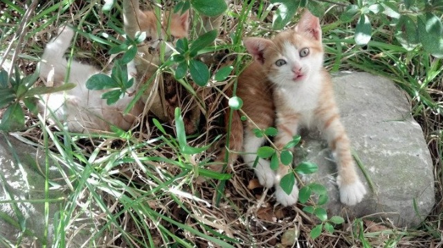 意甲绝杀：终场哨声前的神级进球，意甲经典比赛