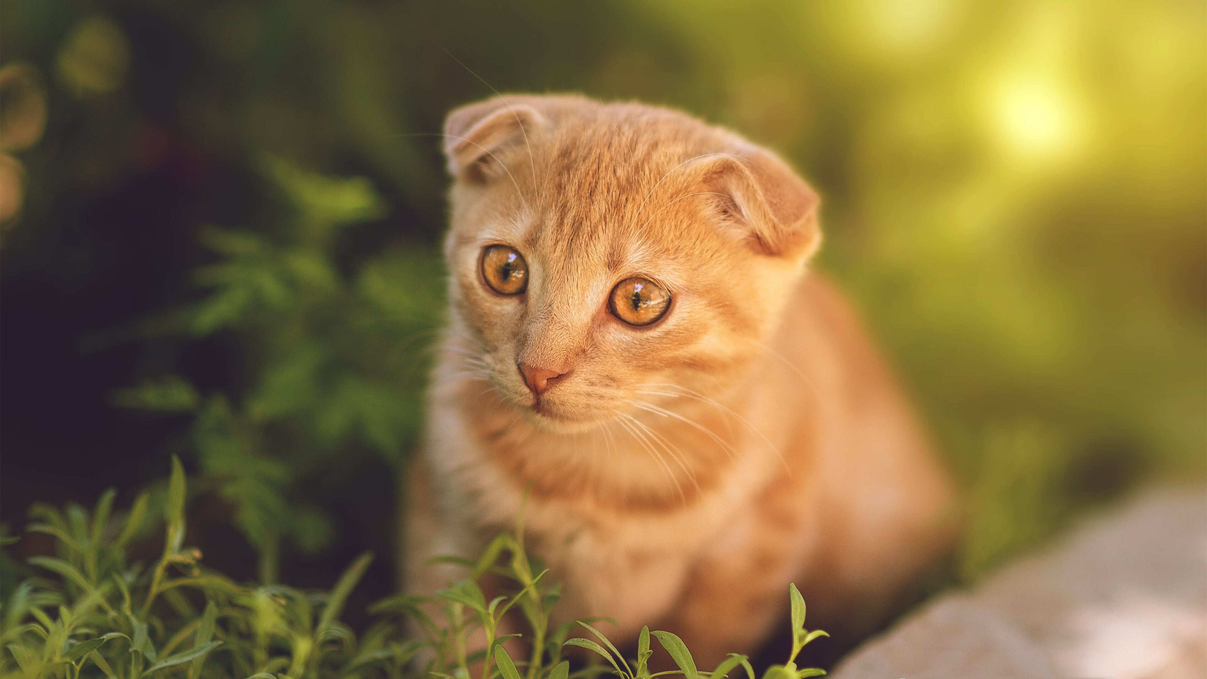 斯洛伐克女篮在欧洲预赛中表现优异，期待奥运梦想实现，斯洛伐克欧洲杯预选赛比分