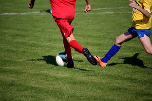 开云体育app网页版安全-比利时男篮在欧洲预赛中坚持不懈，目标奥运荣誉，比利时男子篮球队