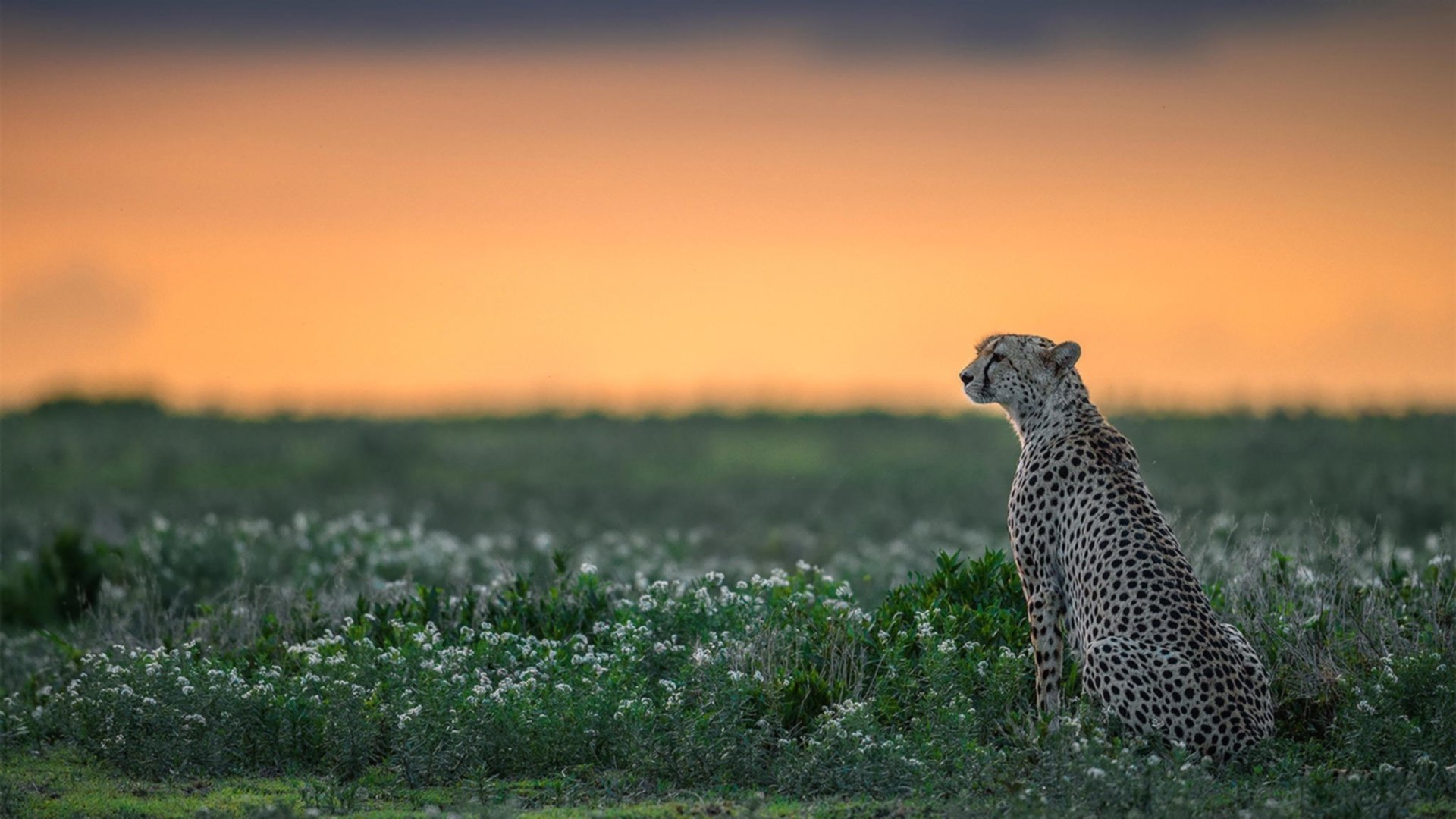 步行者主帅赛后表示对球员拼劲感到满意，步行者新主帅